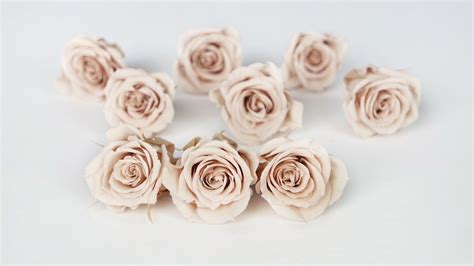 Roses stabilisées – Si.